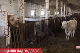 Фермер покинув десятки тварин помирати голодною смертю на Житомирщині