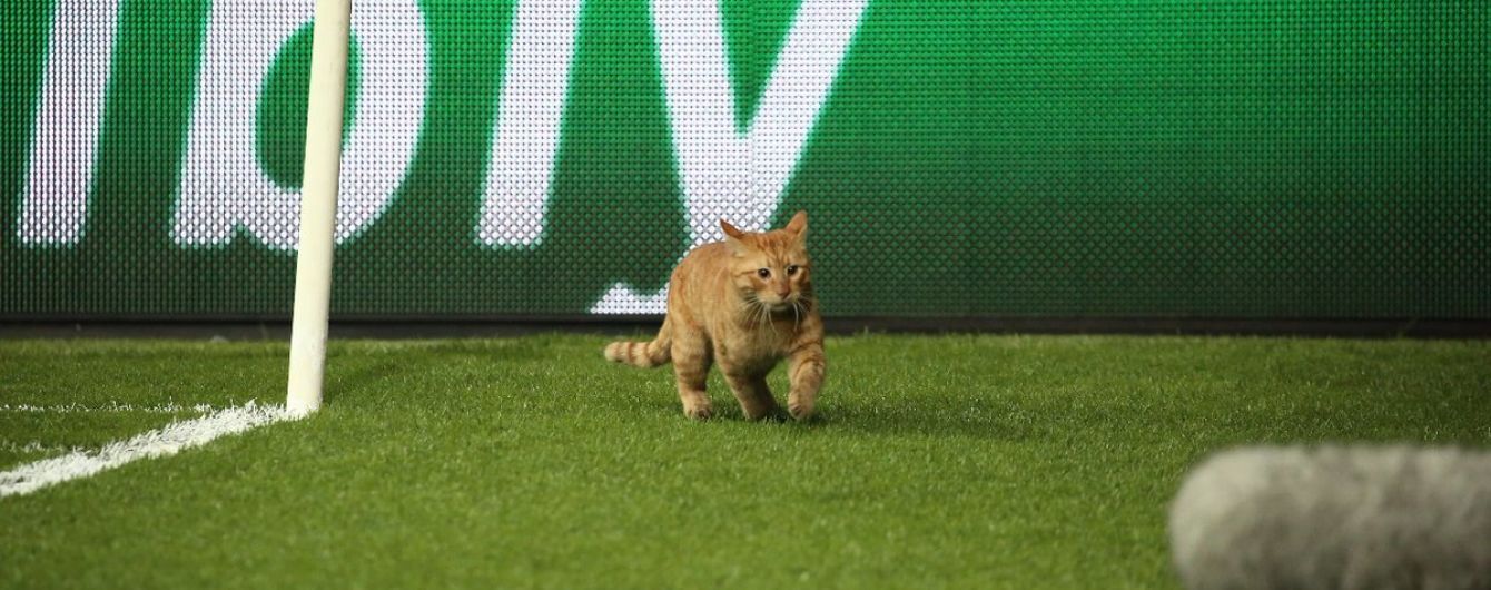Матч Лиги чемпионов прервал рыжий кот, который прорвался на поле