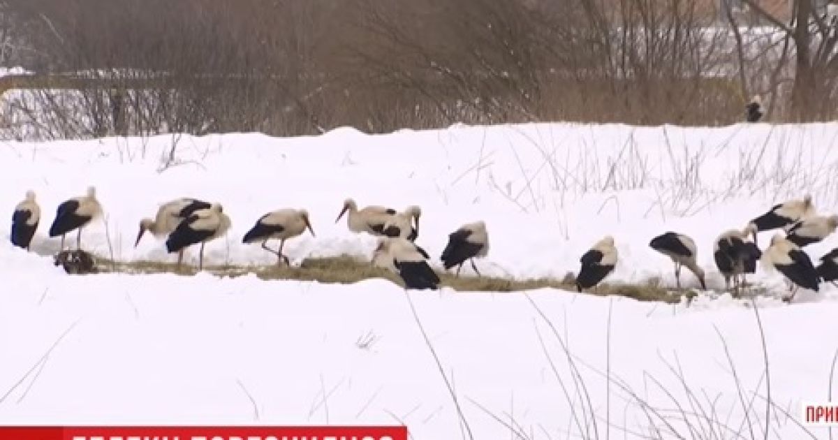 Тысячи аистов вернулись из теплых краев в Украину и оказались под угрозой гибели от холода и голода