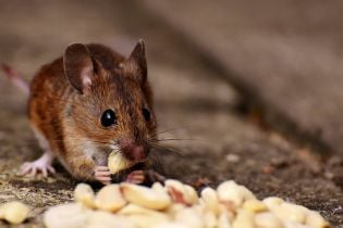 Британские исследователи ошарашили количеством грызунов, которые погибли в мусоре водителей