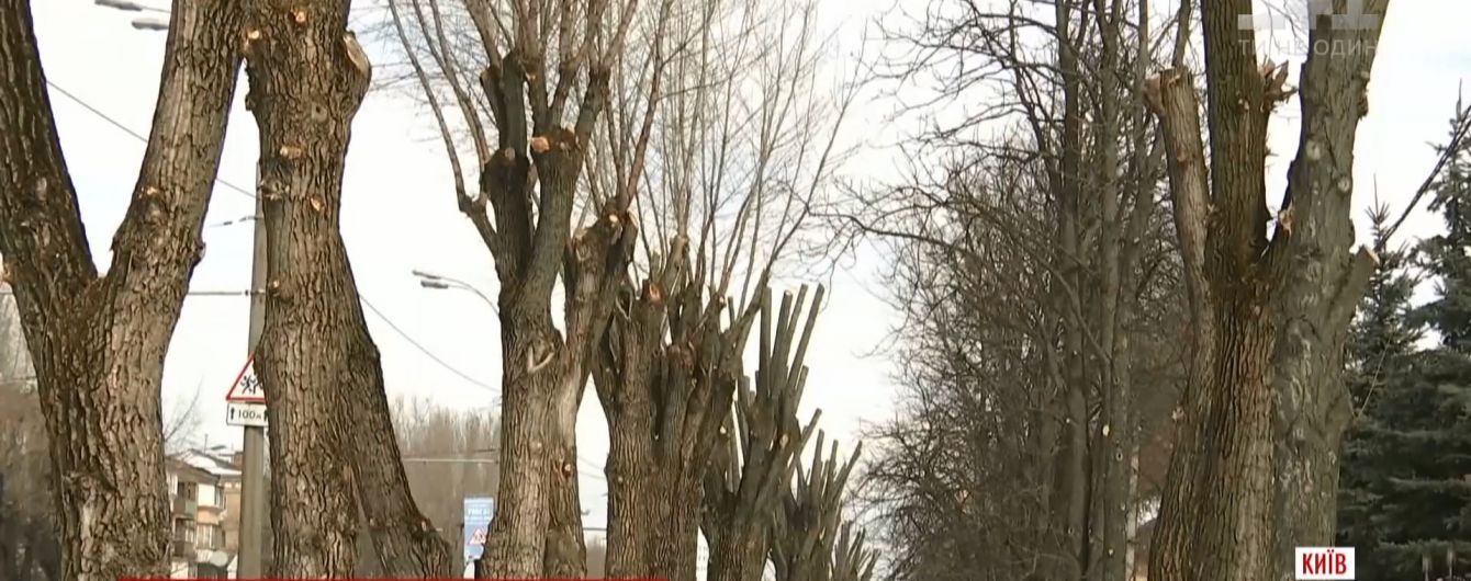 Олівці замість дерев: хто і чому чикрижить київські каштани і тополі
