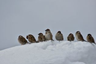 Сніг, дощі і хуртовини. Метеорологи попереджають про погіршення погоди