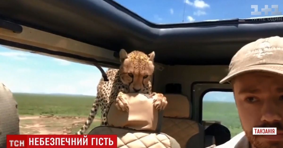 В Танзании гепард запрыгнул в джип к туристу во время сафари