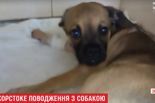 У Запоріжжі жінка викинула з 4-го поверху цуценя, яке перестало їй подобатися