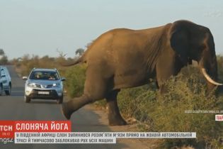 Слоновая йога посреди трассы взорвала Сеть