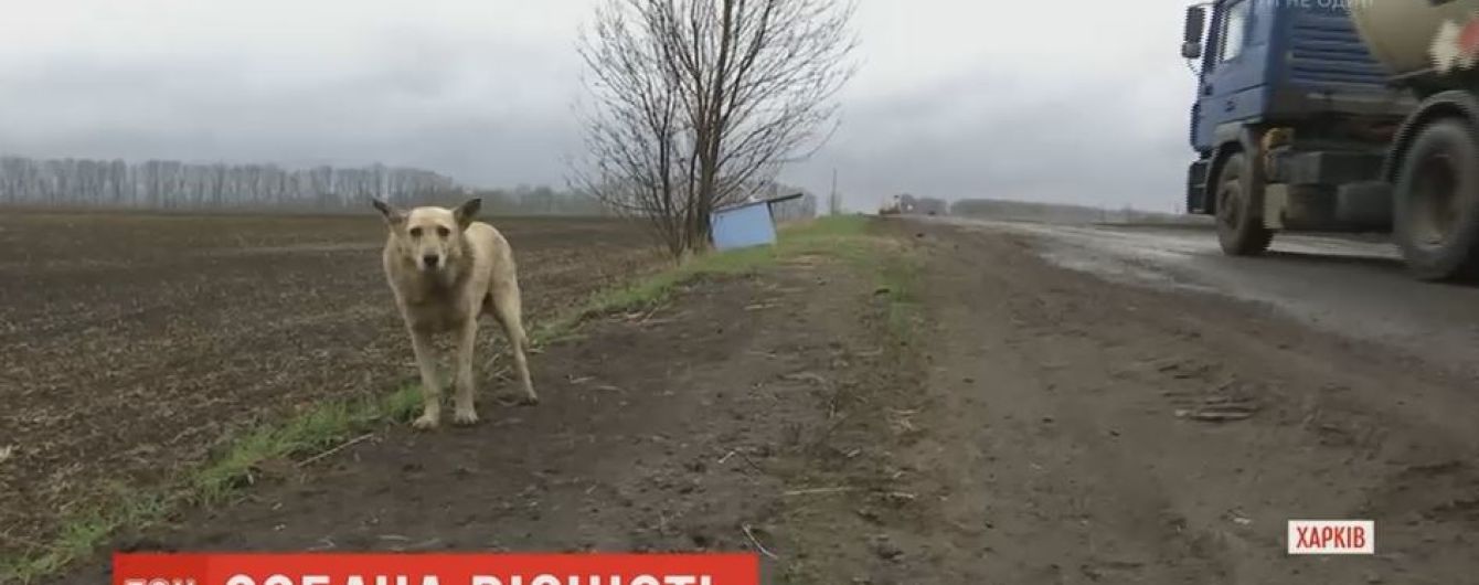 На Харківщині опікають місцевого "Хатіко", якого господарі покинули у мішку при дорозі