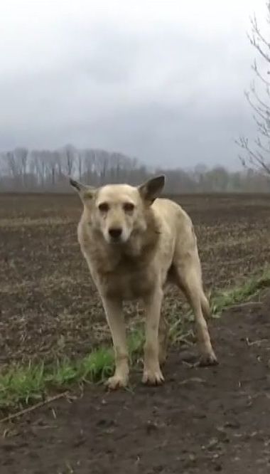 Хатіко по-покровськи. Пес, якого викинули на дорозі, вже рік чекає на господарів