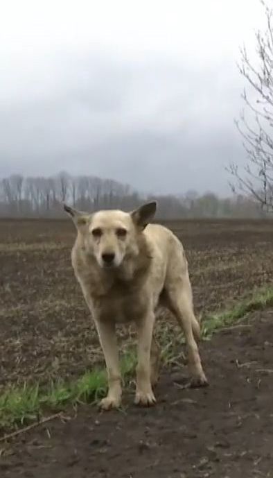 Хатико по-покровски. Пес, которого выбросили на дороге, уже год ждет хозяев