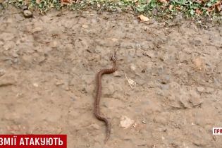 На Прикарпатті гадюки почали атакувати дітей