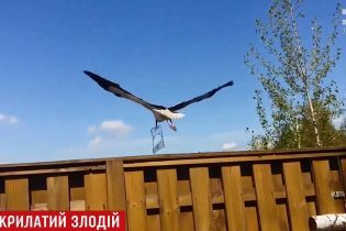 Аист украл барбекю с частного двора на Киевщине