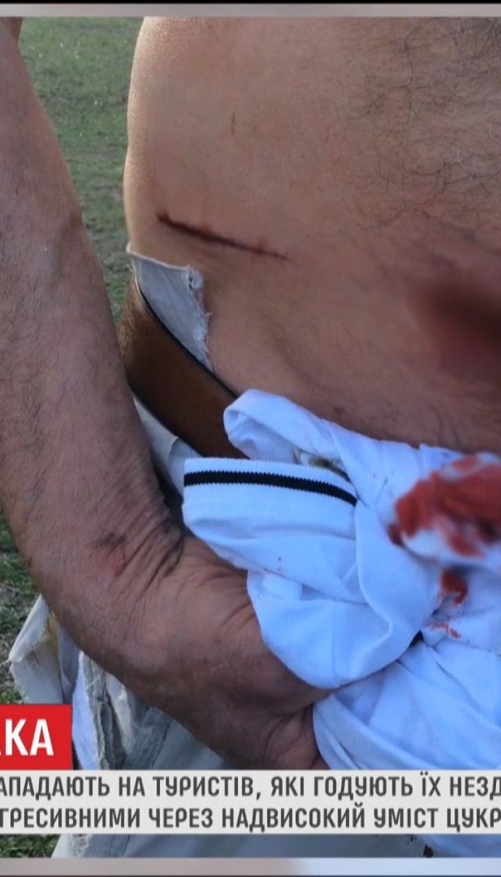 В Австралии кенгуру атакуют туристов из-за неправильного рациона