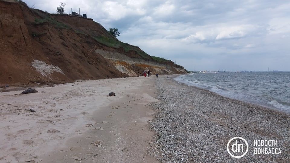 Мертві дельфіни
