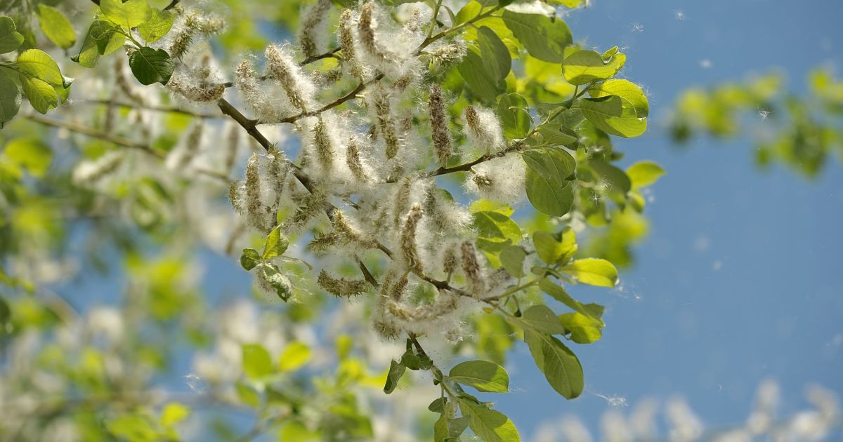 Аллергия из-за пыльцы растений может спровоцировать астму. Как защититься