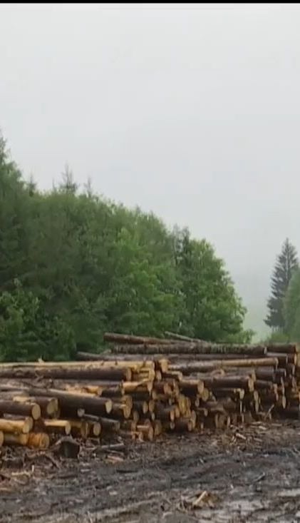 Правоохоронці викрили незаконний продаж деревини, хоча самих вирубок у лісі не знайшли