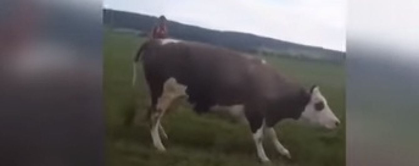 На Прикарпатті отруїлося стадо корів, а їхня жінка-пастух потрапила до реанімації