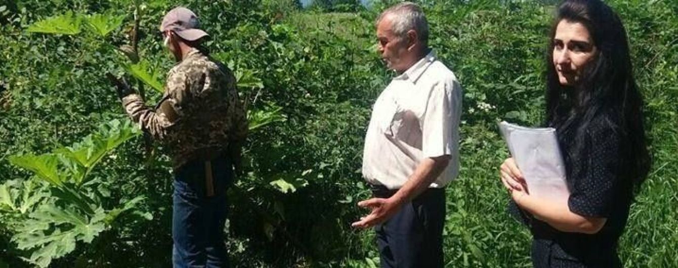 На Прикарпатье неплательщика алиментов заставили косить ядовитое растение