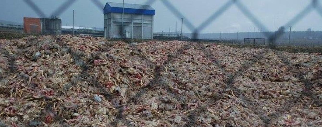 Скандал с могильниками "Гавриловских курчат": дело против владельцев закрыли