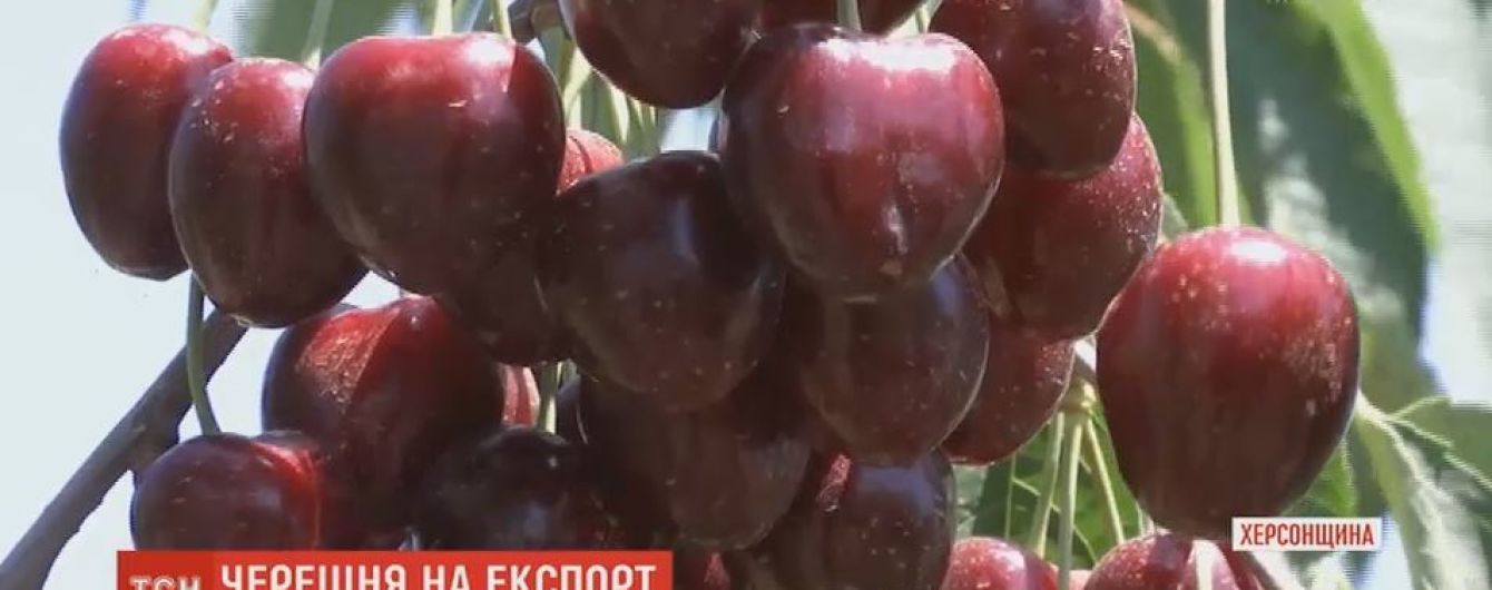 На китайском рынке готовы выкладывать за украинскую черешню 9-10 долларов за килограмм