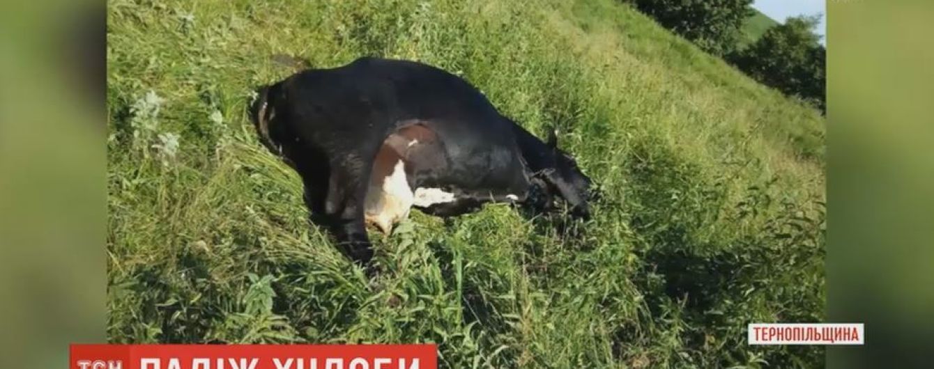 Вспышка сибирской язвы в Одесской области: селяне признаются, что коровы мрут уже давно