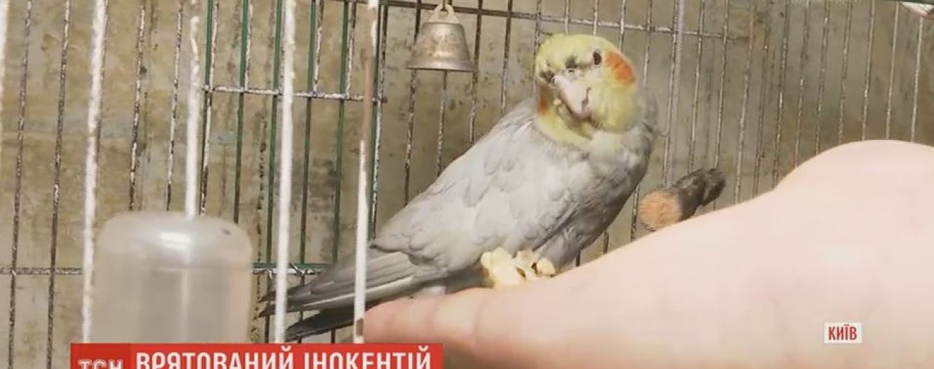 Попугай Иннокентий прославил своего спасителя, который поймал и вынес его из огня
