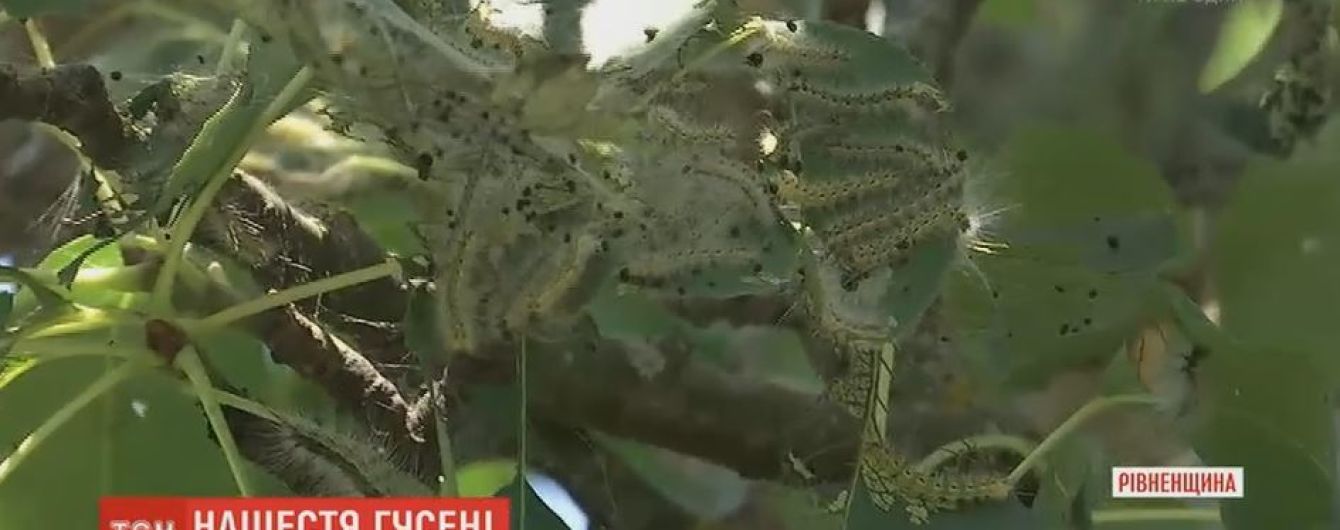 На Рівненщині оголосили карантин через гусінь, яка знищує усі дерева