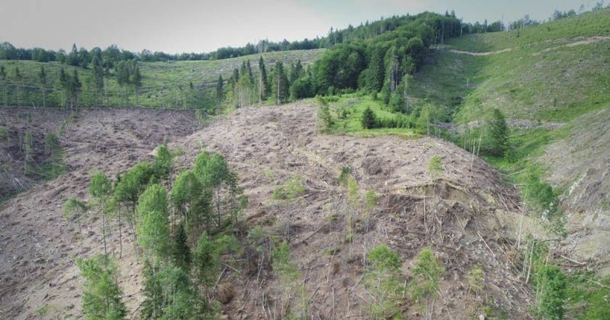 Через новий закон про збереження лісів можуть вирубати всі Карпати і ніхто не буде покараний