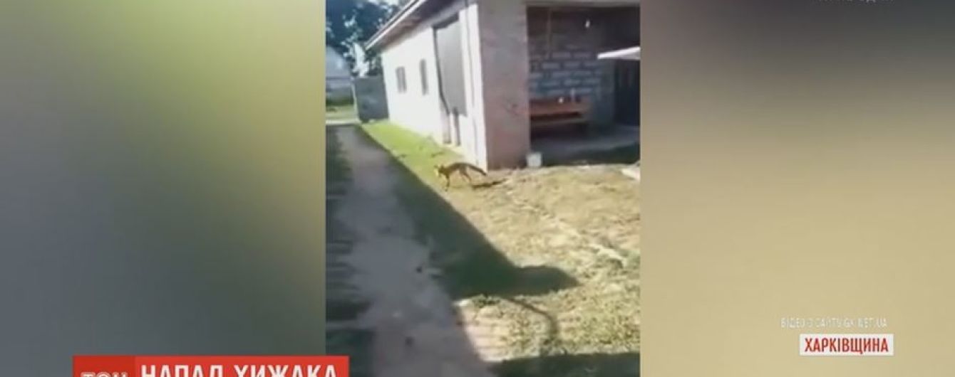 На Харківщині лисиця атакувала чоловіка на його ж подвір'ї