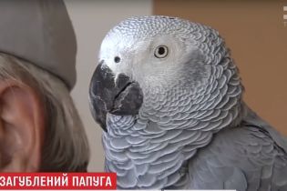 Благодаря сюжету ТСН нашлись владельцы редкого попугая Жако