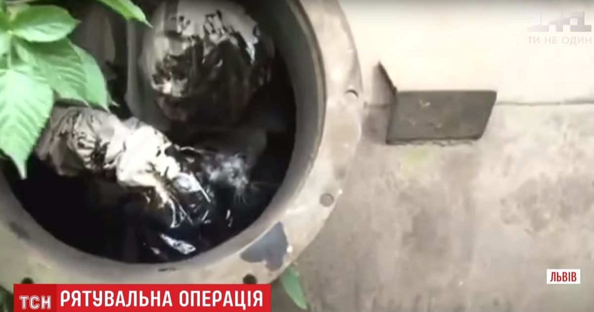 Во Львове спасатели вытащили из бочки с мазутом маленького котенка