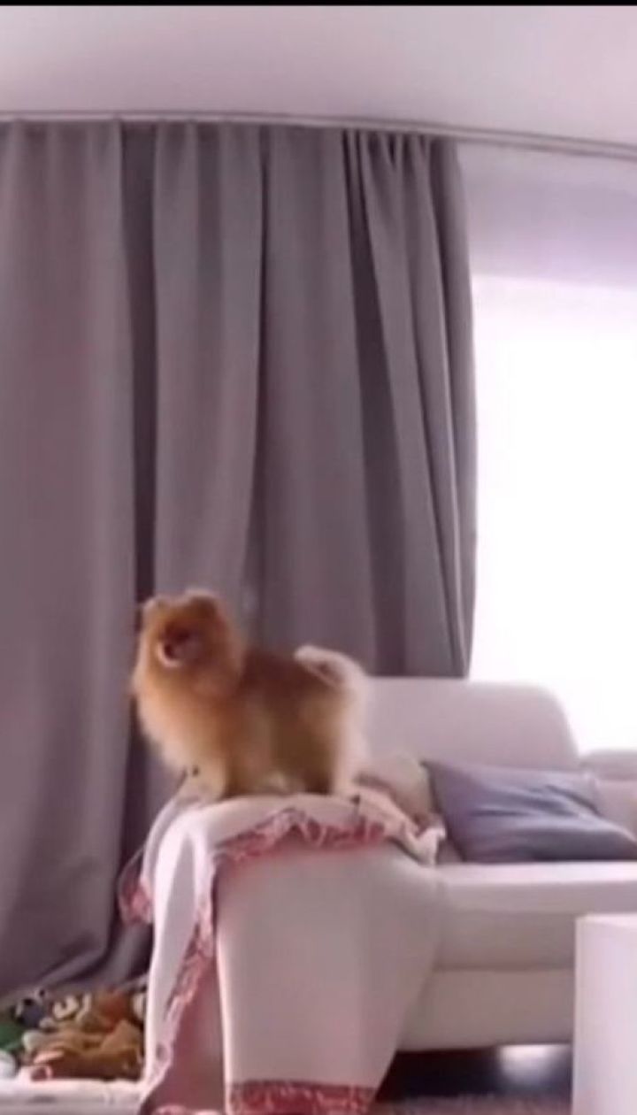 У соцмережах запустили собачий флешмоб під назвою #WhatTheFluffChalleng