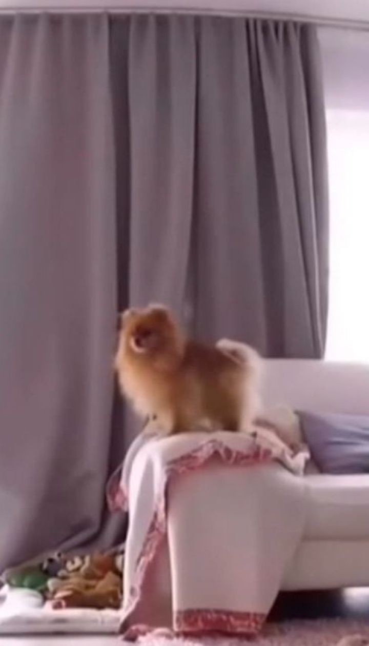 В соцсетях запустили собачий флешмоб под названием #WhatTheFluffChalleng