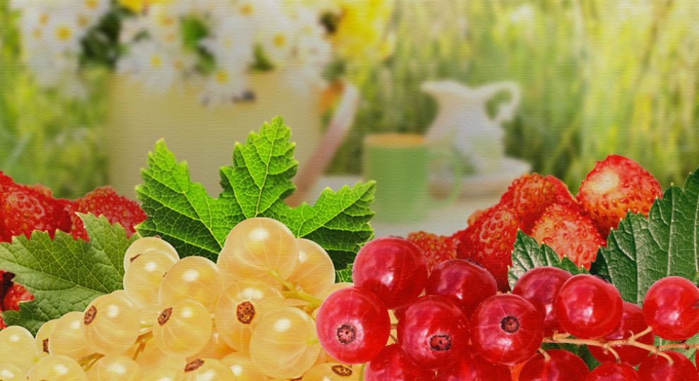 9 липня: цікаві факти, народні звичаї та прикмети