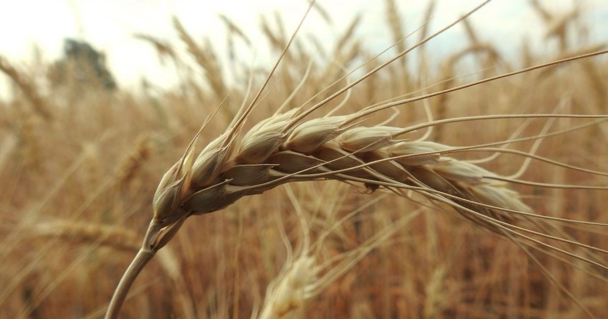 Картинки по запросу поле пшеницы