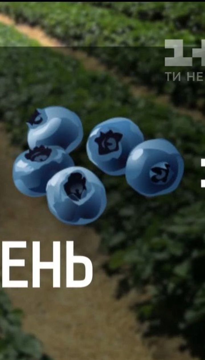У яких умовах працюють українські збирачі ягід - Наші в Польщі