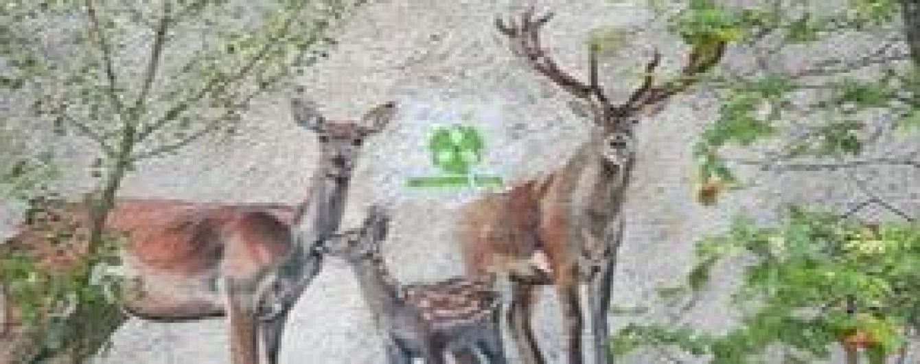 В Припяти в Чернобыльской зоне неизвестные обрисовали дома логотипами туроператора