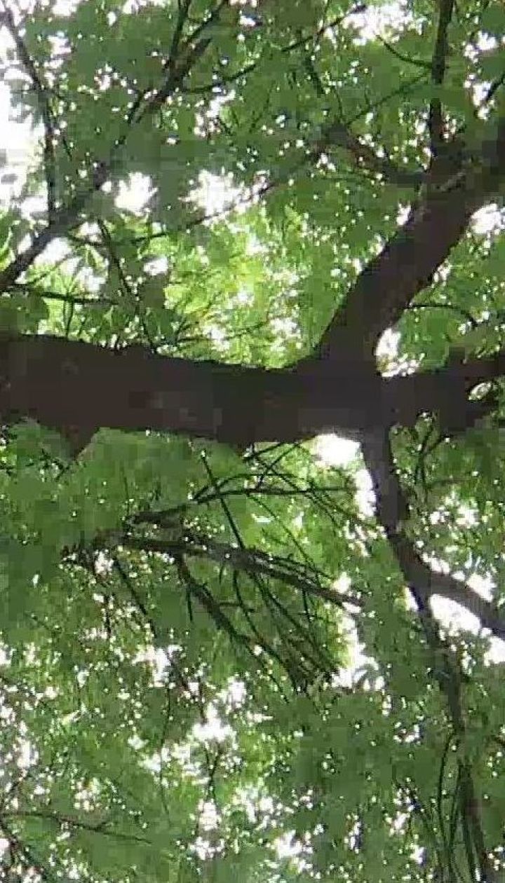 Люди, які лікують дерева - як працюють арбористи