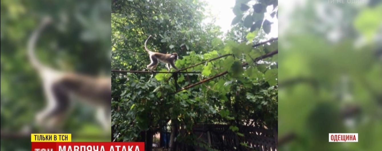 Зоозащитники придумали ловушку для стаи обезьян, которая досаждает дачникам в Одесской области