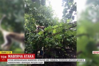 Стая обезьян обносит сады в дачном кооперативе в Одесской области