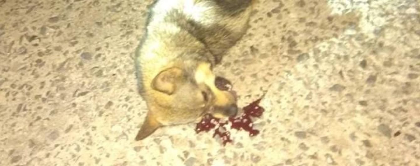 У Хмельницькому чоловік викинув собаку з 9-го поверху — зоозахисники