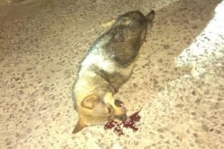 У Хмельницькому чоловік викинув собаку з 9-го поверху — зоозахисники