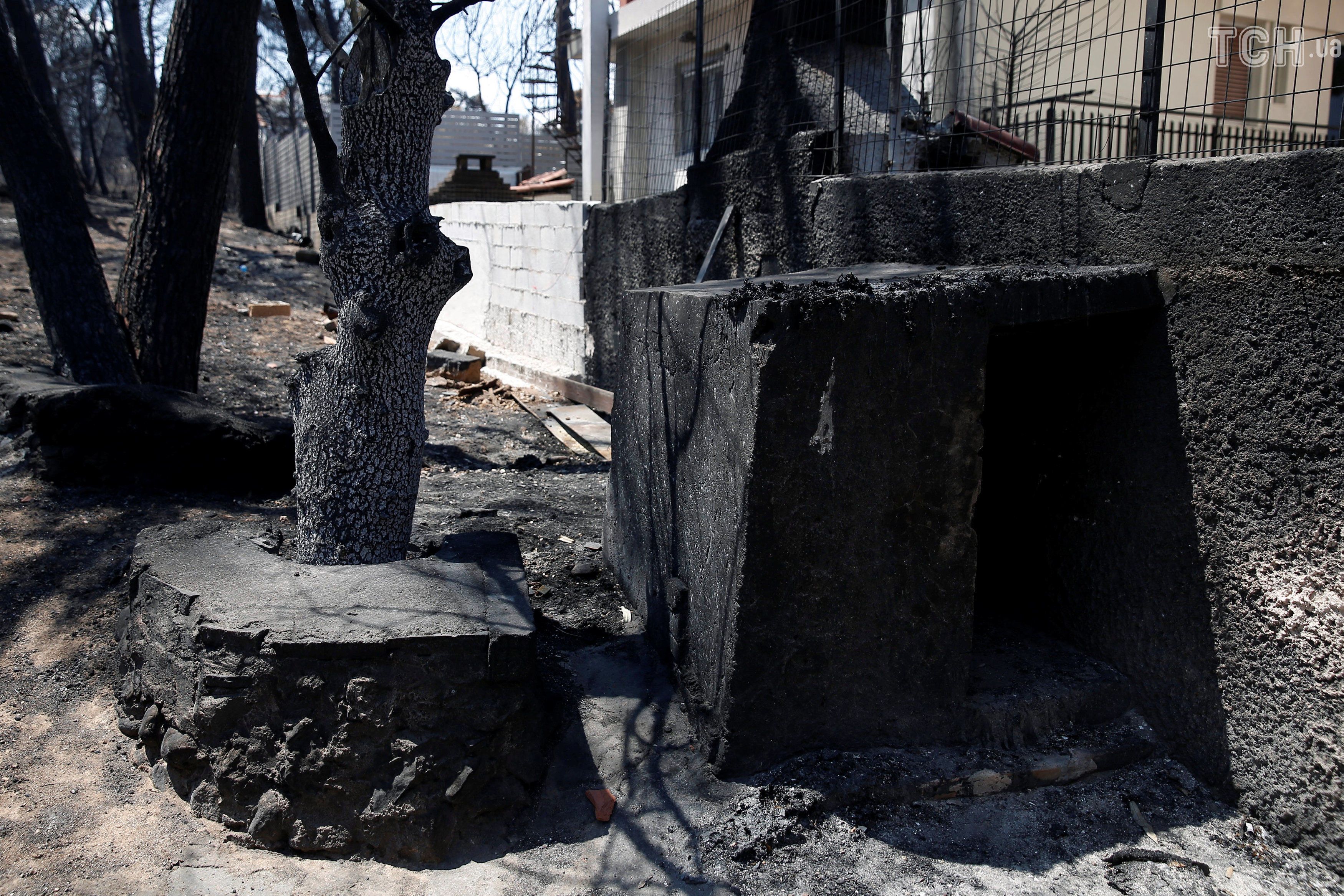 Собака, який вижив у пожежі в Греції_2