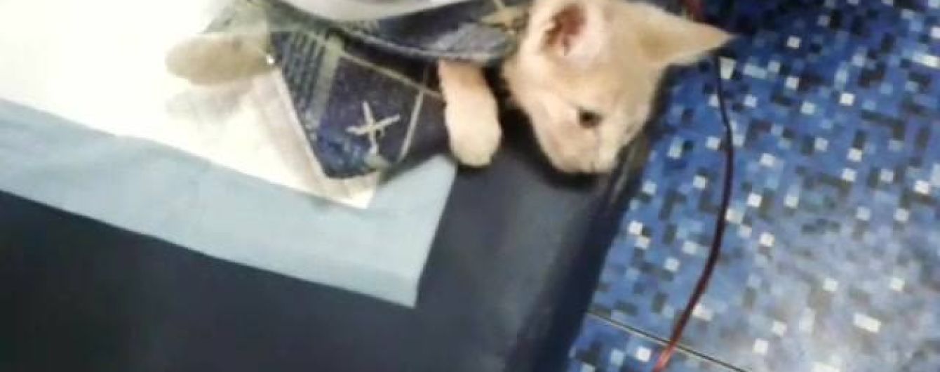 "Она съела кота!". В метро Киева бабушка пыталась загрызть котенка на глазах у людей