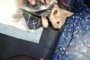 "Она съела кота!". В метро Киева бабушка пыталась загрызть котенка на глазах у людей