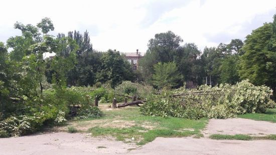 На Полтавщині на дитину впало старе дерево