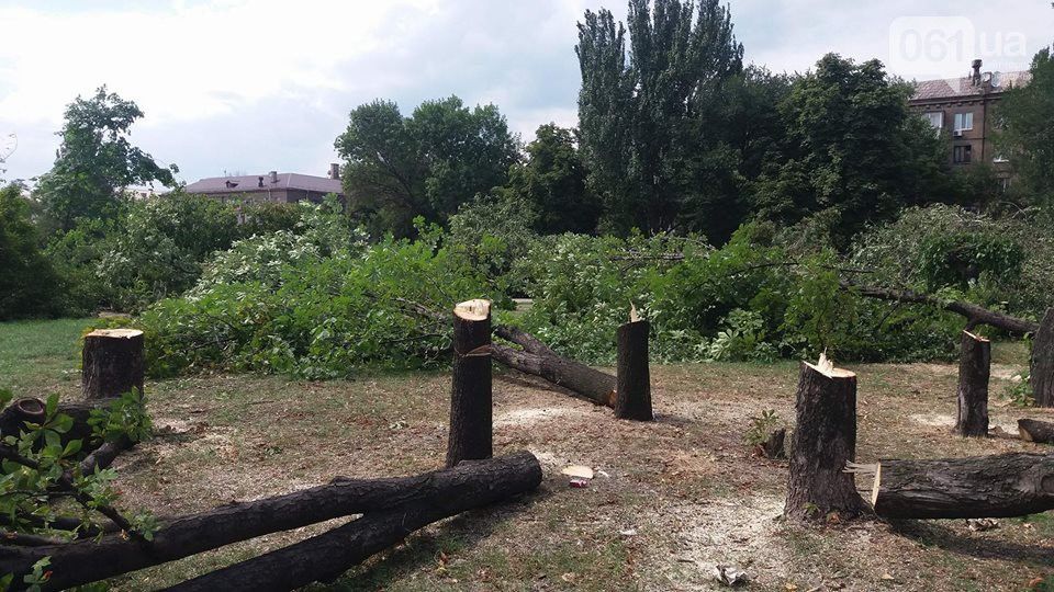 запоріжжя вирубка дерев