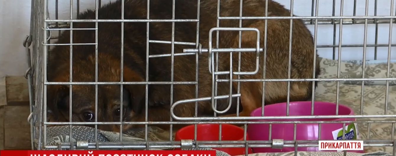 На Прикарпатті врятували переляканого собаку, котрий більше року прожив у теплотрасі