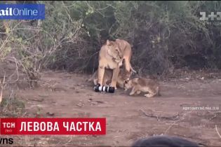 У Африці левиця поцупила дорогу камеру у неуважної туристки та віддала своїм дітям
