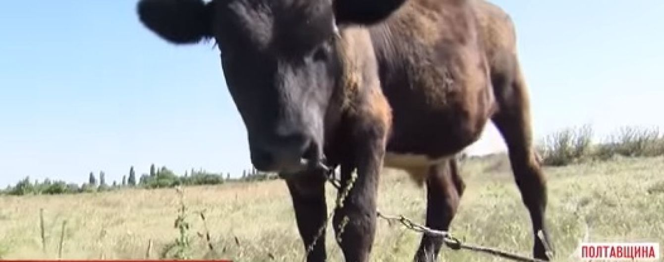 Село на Полтавщині нашпигували камерами спостереження, щоб дивитися за худобою і ловити злодіїв