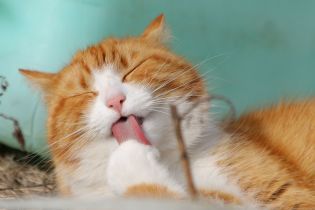 Кукуруза, краска и костная мука: из чего состоят популярные корма для кошек