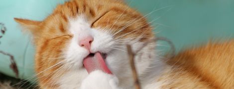 Перший американський штат заборонив видаляти котам кігті